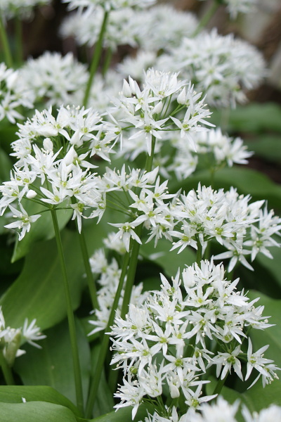 medvedí cesnak, smená medvedieho cesnaku, medvedí cesnak semená,